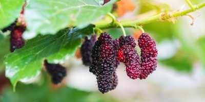 Zrající moruše na větvičce