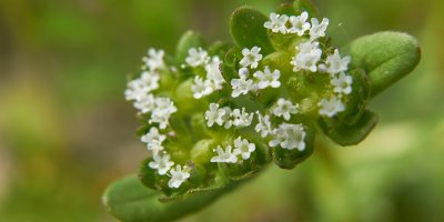 Kvítky na polníčku