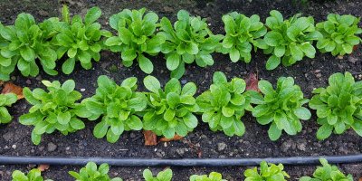 Polníček  v záhonu na zahradě