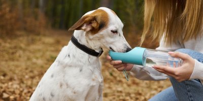 Pes pije z lahve s vodou