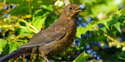 Pták konzumující bobule na keři