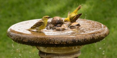 Ptáci koupající se v pítku