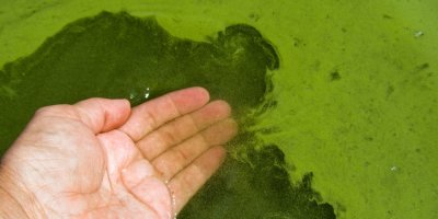 Lidská ruka ponořená do vody znečištěné sinicemi