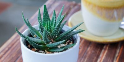 Aloe vera v květináči