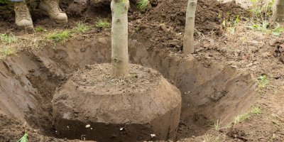 Prořezávání kořenů kolem stromu