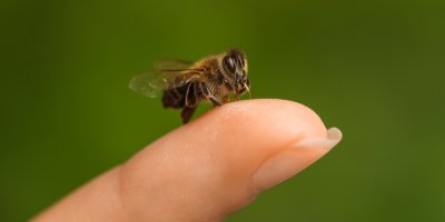 Včela na prstě