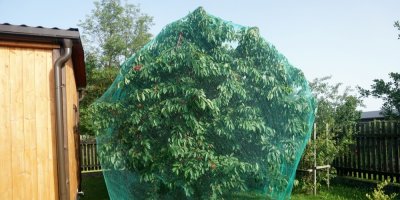 Ochranná síť přehozená přes ovocný strom