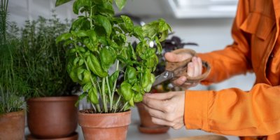 Žena nůžkami odstřihává bazalku