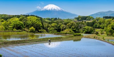 Pohled na rýžové pole s horou Fuji v pozadí
