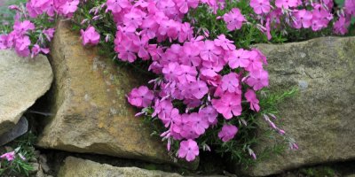 Fialové květiny na kamenech