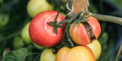 Prasklá rajčata na rostlině