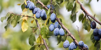 Zralé švestky na větvi