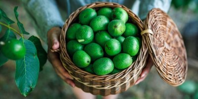 Člověk držící košík se zelenými ořechy