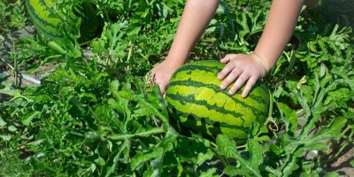 Dětské ruce sbírají meloun