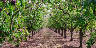 Sad se švestkami v řadách