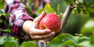 Záběr na trhání zralého jablka ze stromu