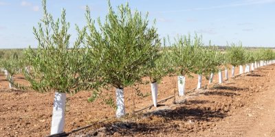 Olivovníky v sadu se zavlažovacím systémem