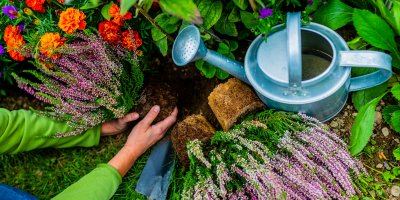 Žena vysazuje rostliny v zahradě