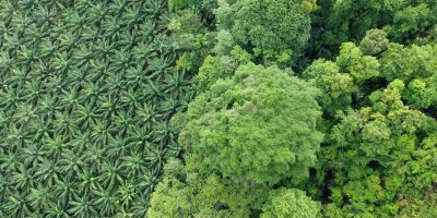 Plantáž palmy olejné vedle pralesa