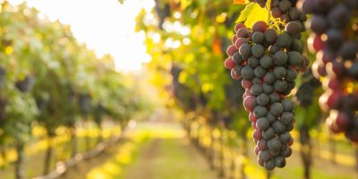 Hrozny na vinici