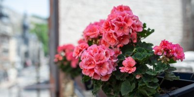 Růžové muškáty na parapetu