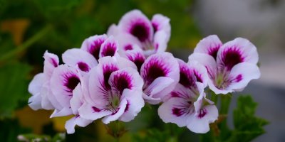 Detail nachových pelargonií