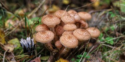 Václavky rostoucí v lese