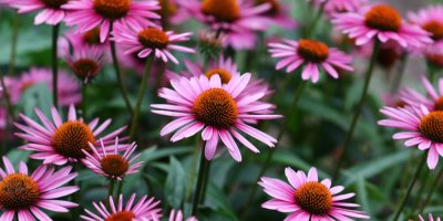 Kvetoucí echinacea