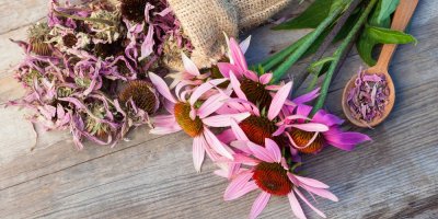 Sušená echinacea v pytlíku a na lžičce, vedle čerstvě nasbírané květy