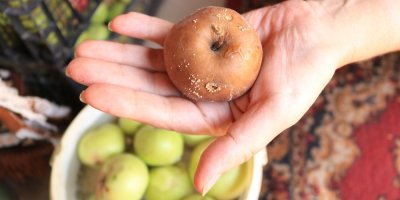 Shnilé jablko v dlani