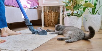 Vysávání koberce tyčovým vysavačem, vedle leží velká šedá kočka