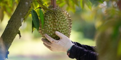 Ruce drží plod durianu