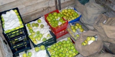 Zelená jablka uskladněná ve sklepě v přepravkách a pytlích