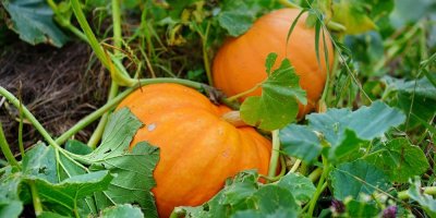 Dvě dýně v záhonu
