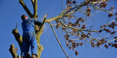 Muž odřezává suchou větev ze stromu