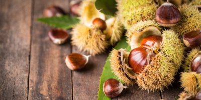 Kaštany ve skořápce na stole