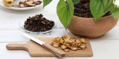 Příprava banánového hnojiva, pokojová rostlina