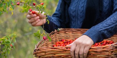Žena trhá šípky do košíku