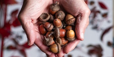 Dlaň plná žaludů