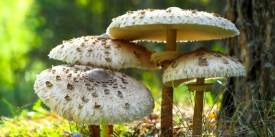 Čtyři plodnice bedly vysoké v lese