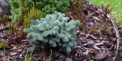 Malý smrk pichlavý