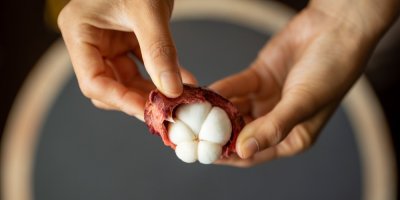 Ruce loupou plod mangostanu.