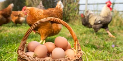 Košík slepičích vajec položený na trávě a v pozadí pobíhající slepice