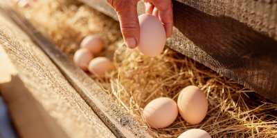 Vejce na podestýlce