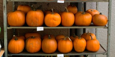 Regály plné mexických dýní