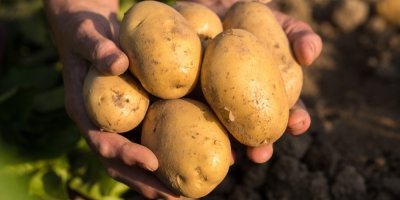 Brambory v lidské dlani