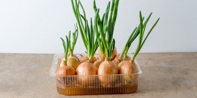 Pěstování cibule metodou regrow