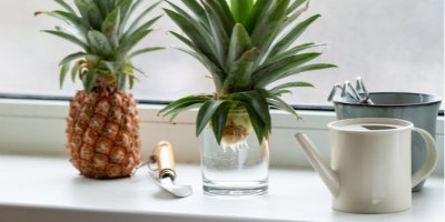 Pěstování ananasu metodou regrow