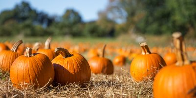 Několik dýní postavených v seně