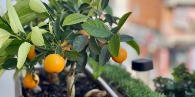 Zakrslý pomerančovník v květináči